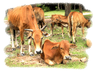アンコール遺跡周辺の牛