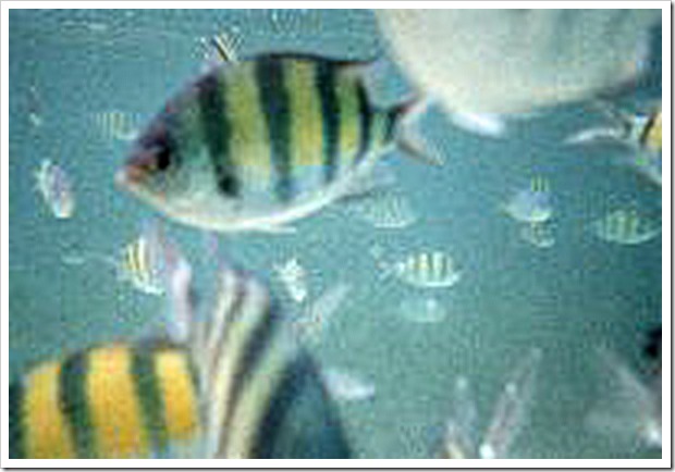 fish-10a_edited-1