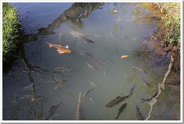 Tham Pla (Fish Cave), Mae Hong Son, Thailand