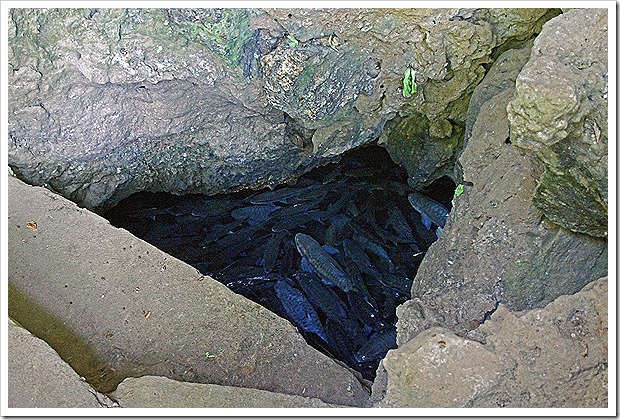 Tham Pla (Fish Cave), Mae Hong Son, Thailand