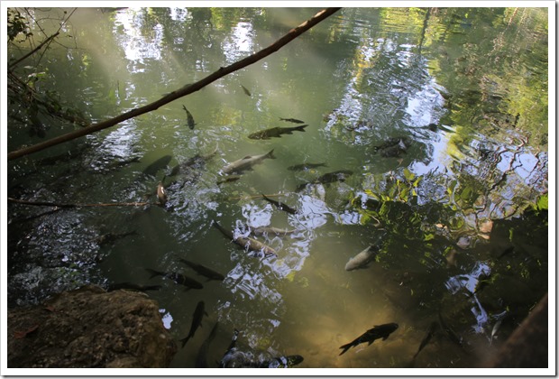 Tham Pla (Fish Cave), Mae Hong Son, Thailand