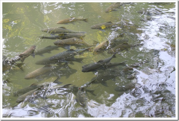 Tham Pla (Fish Cave), Mae Hong Son, Thailand