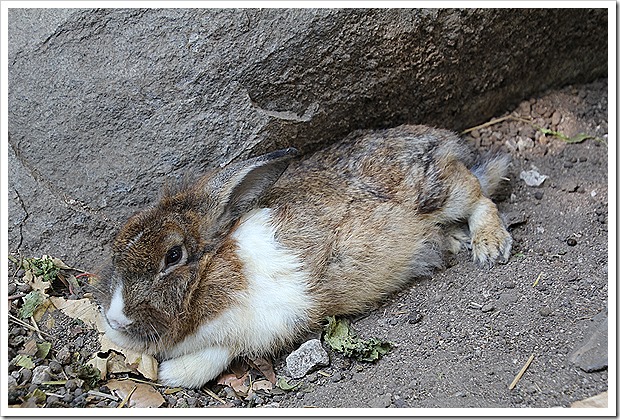 チェンカーン・うさぎ寺