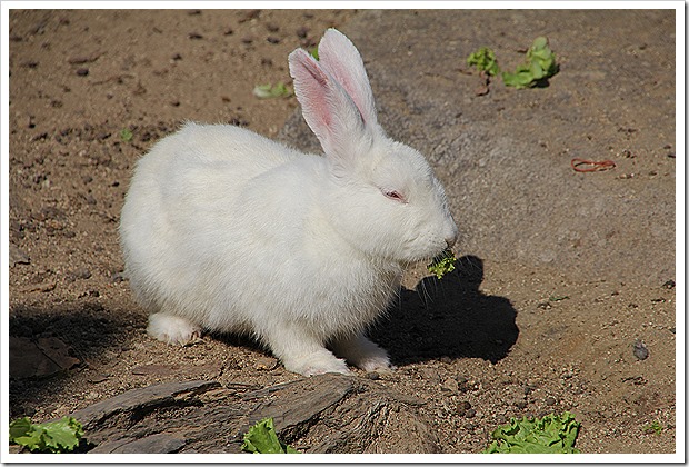 チェンカーン・うさぎ寺