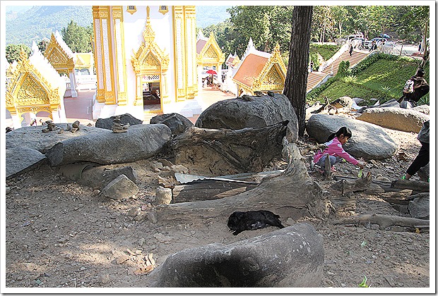 チェンカーン・うさぎ寺