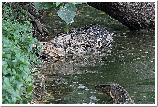 バンコク、ミズオオトカゲ