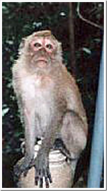 monkey-10a_edited-1