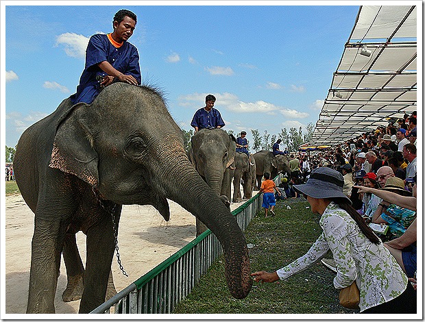 スリンの象祭りの旅(2005/11/19)