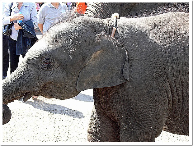 スリンの象祭りの旅(2005/11/19)