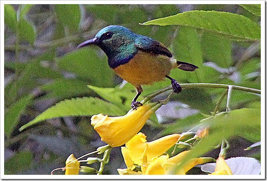オレンジ・タイヨウチョウ(Orange-breasted Sunbird)