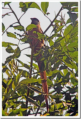 チャイロネズミドリ (Speckled Mousebird)