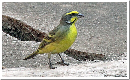 キマユカナリア (Yellow-fronted Canary)
