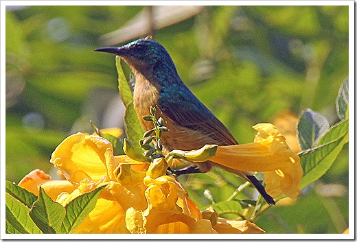 キバラコバシタイヨウチョウ (Collared Sunbird)