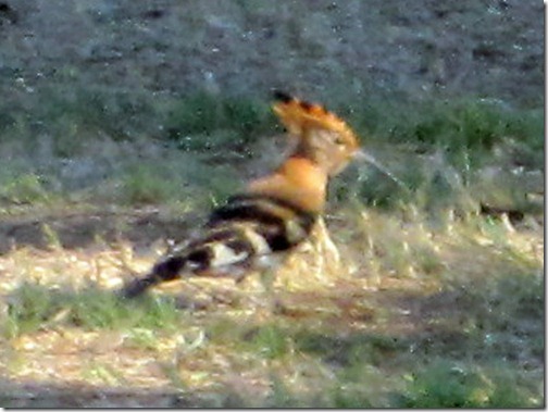 アフリカヤツガシラ(African Hoopoe)