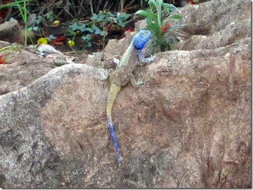 ブルーヘッドツリーアガマ (Blue-headed Tree Agama)
