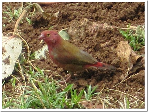 ハシジロコウギョクチョウ(Jameson's Firefinch)