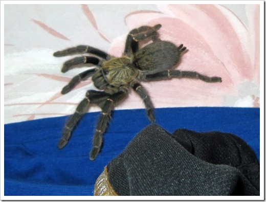 キングバブーンタランチュラ (Baboon spiders)