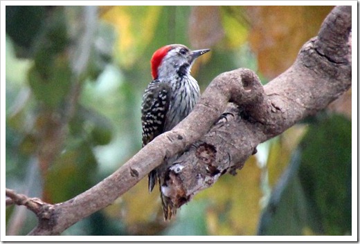 アフリカコゲラ(Cardinal Woodpecker)