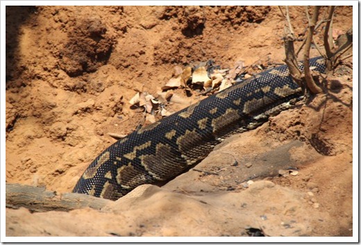 アフリカニシキヘビ(Python sebae)