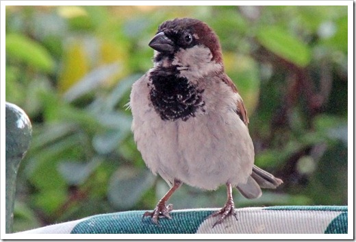 イエスズメ(House Sparrow)
