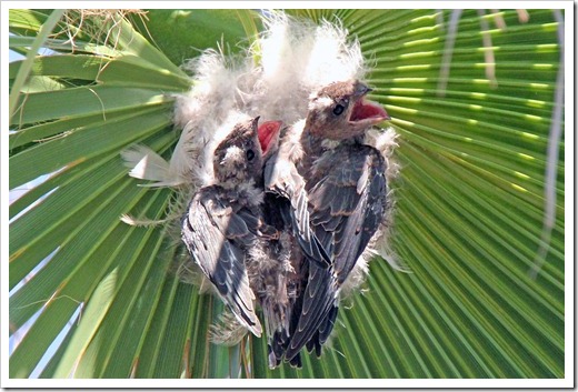 ヤシアマツバメ(African Palm-Swift)