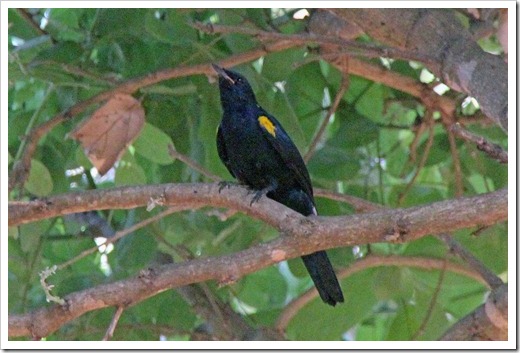 アフリカクロサンショウクイ(Black Cuckooshrike)