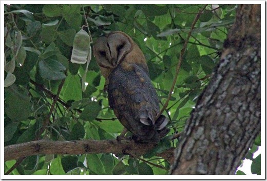 メンフクロウ(Barn Owl)