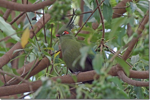 シャローエボシトリ(Schalow's Turaco)