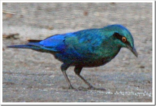 セイキムクドリ (Greater Blue-eared Glossy Starling)