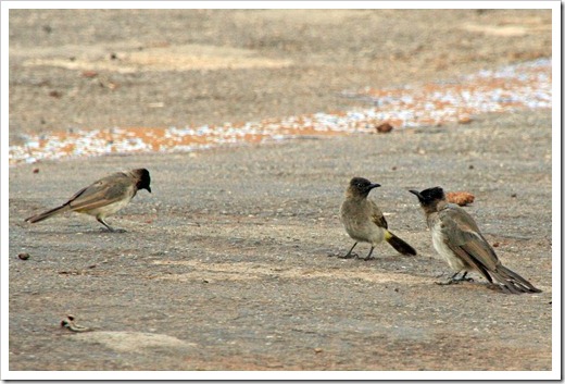 アフリカヒヨドリ (Black-eyed Bulbul)