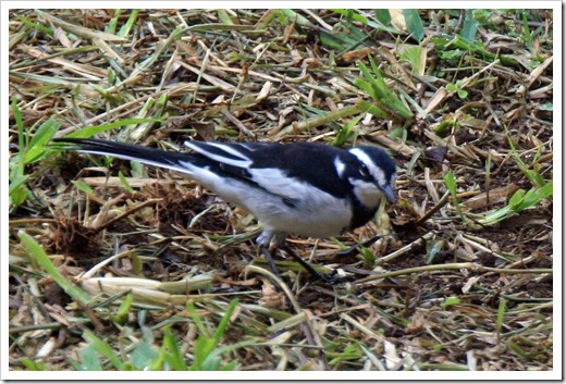 ハジロハクセキレイ (African Pied Wagtail）