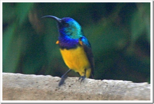 オレンジ・タイヨウチョウ(Orange-breasted Sunbird)