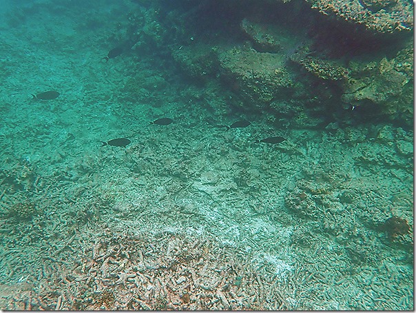 スリン島1泊2日シュノーケリングツアー