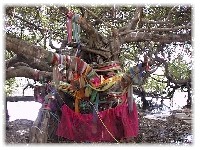 サイガム公園のベンガル菩提樹（ピマーイ）