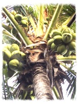サムイ島 - ココナッツ