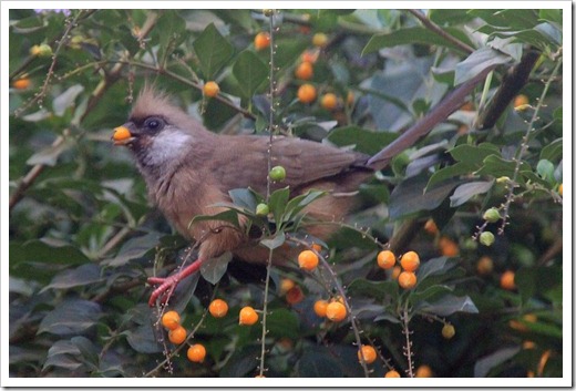 チャイロネズミドリ(Speckled Mousebird) チャイロネズミドリ(Speckled Mousebird)