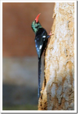 ミドリカマハシ (Green Wood Hoopoe) ミドリカマハシ (Green Wood Hoopoe)