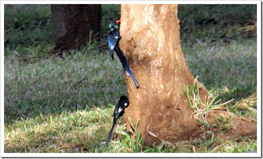 ミドリカマハシ (Green Wood Hoopoe) ミドリカマハシ (Green Wood Hoopoe)