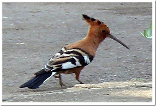 アフリカヤツガシラ (African Hoopoe) アフリカヤツガシラ (African Hoopoe)