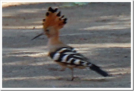 アフリカヤツガシラ (African Hoopoe) アフリカヤツガシラ (African Hoopoe)