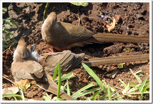 チャイロネズミドリ (Speckled Mousebird) チャイロネズミドリ (Speckled Mousebird)