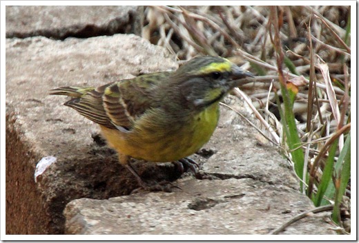 キマユカナリア (Yellow-fronted Canary) キマユカナリア (Yellow-fronted Canary)