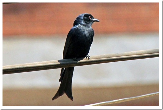 クロオウチュウ (Fork-Tailed drongo) クロオウチュウ (Fork-Tailed drongo)