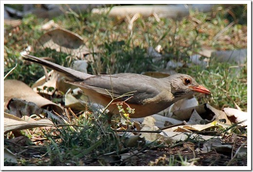 キアシオリーブツグミ(Kurrichane thrush) キアシオリーブツグミ(Kurrichane thrush)
