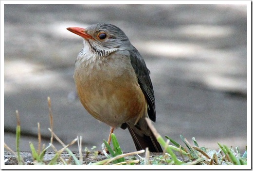 キアシオリーブツグミ(Kurrichane thrush) キアシオリーブツグミ(Kurrichane thrush)