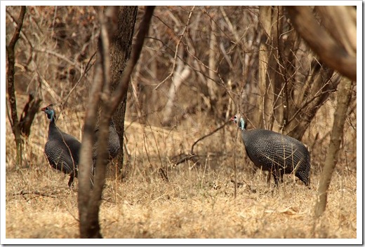 ホロホロチョウ(Helmeted Guineafowl) ホロホロチョウ(Helmeted Guineafowl)