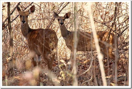 ブッシュバック(Bushbuck) ブッシュバック(Bushbuck)