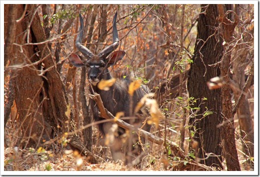 ブッシュバック(Bushbuck) ブッシュバック(Bushbuck)