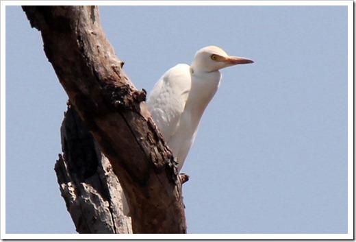 アマサギ(Cattle Egret) アマサギ(Cattle Egret)