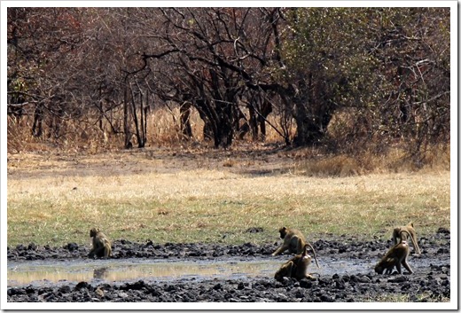 チャクマヒヒ(Chacma Boboon) チャクマヒヒ(Chacma Boboon)
